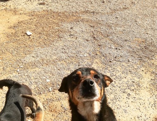 Gli ospiti del Rifugio Speranza: cani di taglia piccola